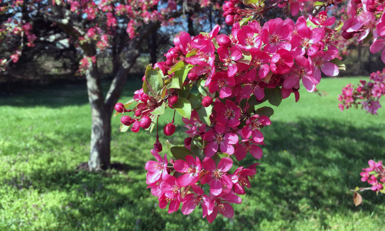 Trees for clay soil banner