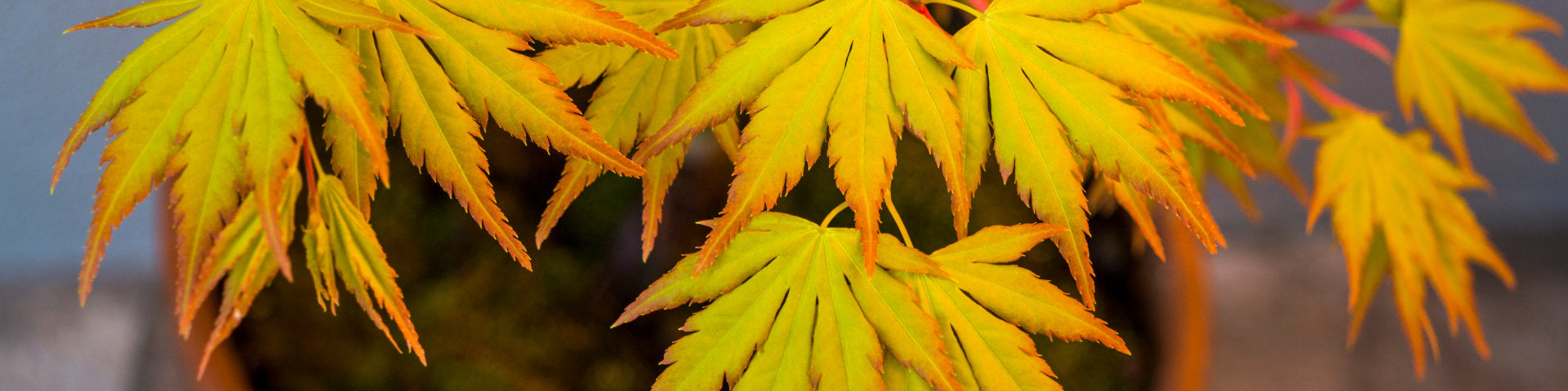 Trees for pots banner