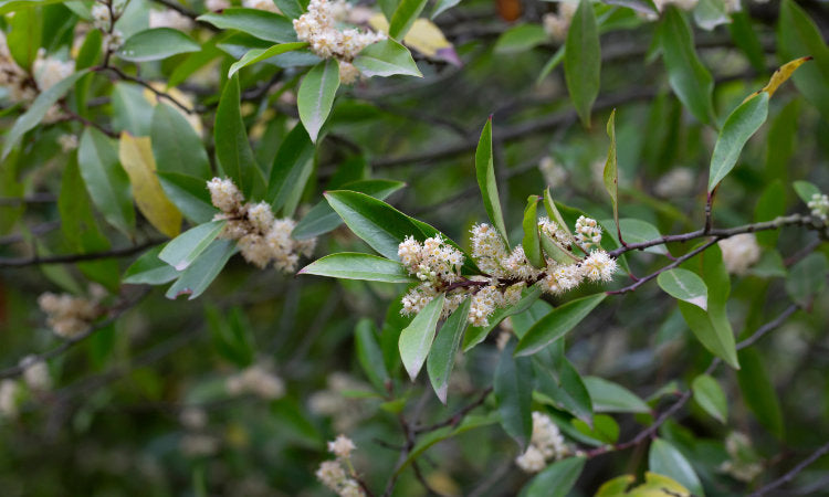 Trees for shade banner
