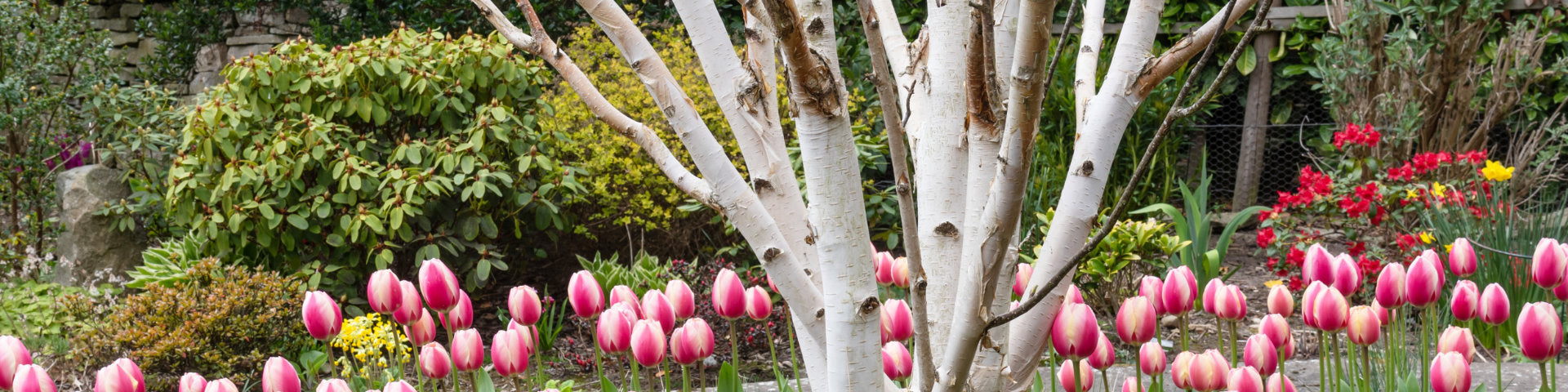 White feature bark on Betula jacquemontii