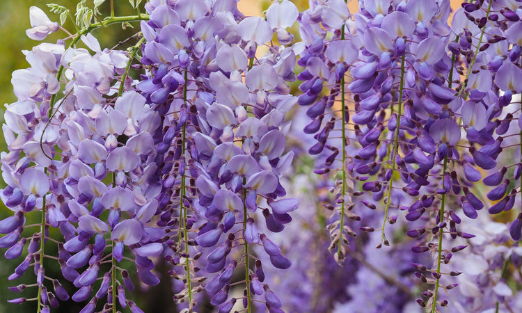 Flowering Wisteria