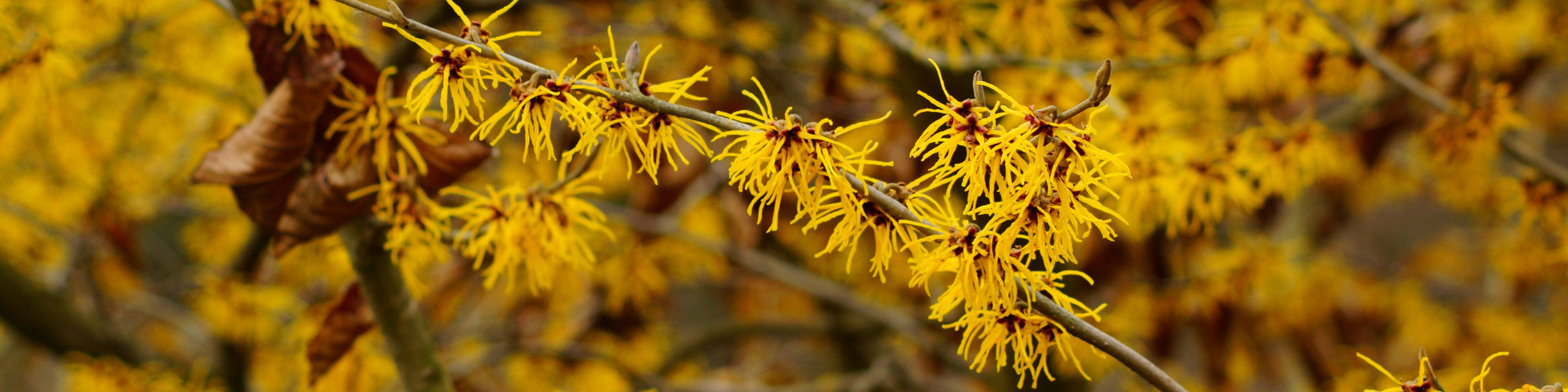 Witch Hazel flowers