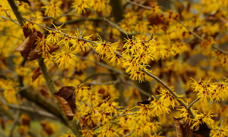 Witch Hazel flowers
