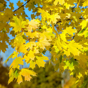Golden yellow leaves