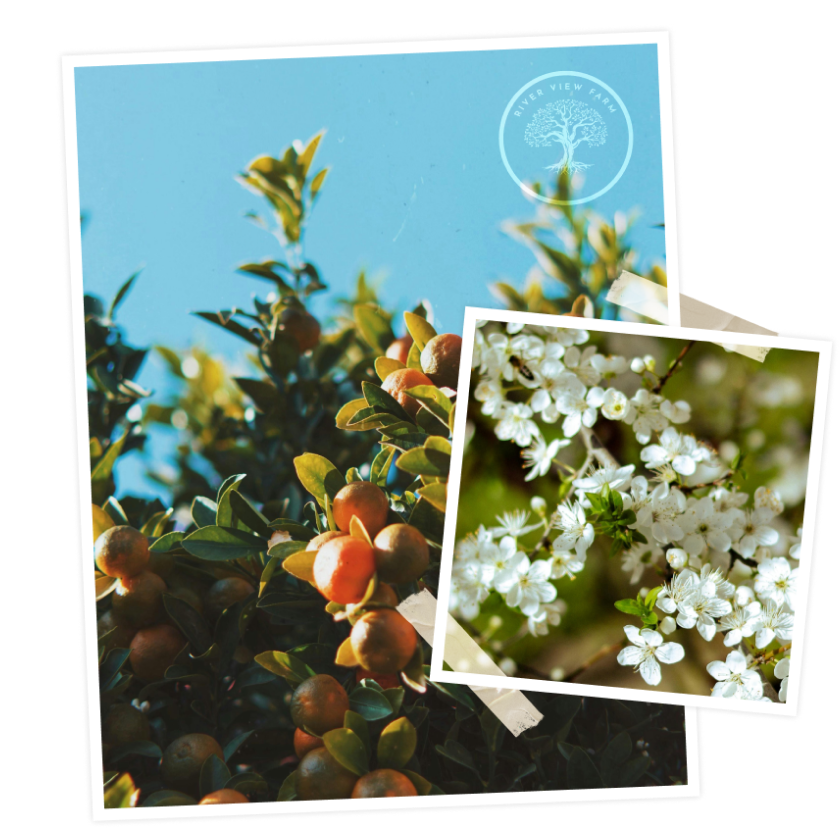 Flowering and fruiting trees